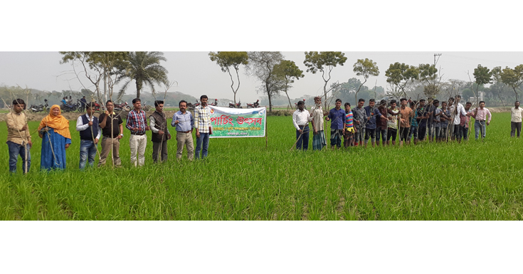 চলতি ইরি-বোরো মওসুমে ধান ক্ষেতে পোকা দমনে রাজগঞ্জে পার্চিং উৎসব