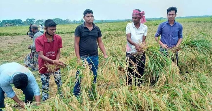 পাটকেলঘাটায় দরিদ্র কৃষকের ধান কেটে ঘরে তুলে দিলো ছাত্রলীগ