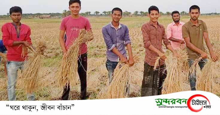 চুকনগর ডিগ্রী কলেজ ছাত্রলীগ সভাপতির নেতৃত্বে জমির ধান ঘরে তুলে দিলেন নেতৃবৃন্দরা