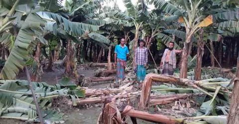 মণিরামপুরের গাংগুলিয়া মাঠে আকশ্বিক ঘুর্ণি ঝড়ে কলা ক্ষেত লন্ডভন্ড: লাখ লাখ টাকা ক্ষতি