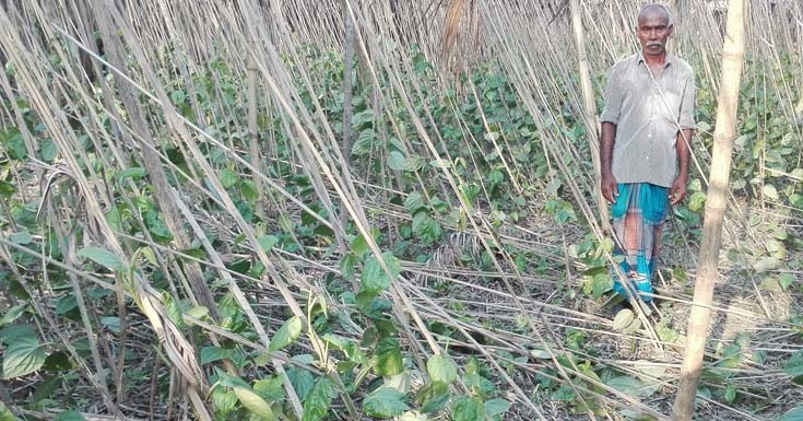 আম্পানের তান্ডবে তালার পানচাষী আব্দুর রহিম সর্বশান্ত !