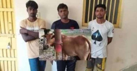 ডুমুরিয়ায় চোরাই গরু ও পিকাপ সহ ৩ চোরকে আটক করেছে ডুমুরিয়া থানা পুলিশ