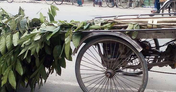 মাগুরাঘোনায় জমিজমা বিরোধের জের ধরে বিভিন্ন প্রজাতির গাছ কর্তনের অভিযোগ