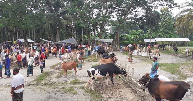 রাজগঞ্জে করোনায় পশুর হাটে নেই ক্রেতা-বিক্রেতা, বিপাকে ইজারাদাররা