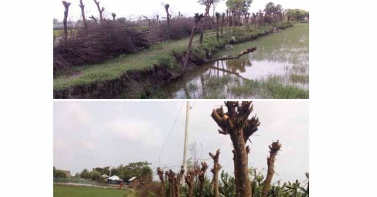চুকনগরে পাউবোর জায়গায় লাগানো গাছের ডালপালা কেটে নেয়ার অভিযোগ