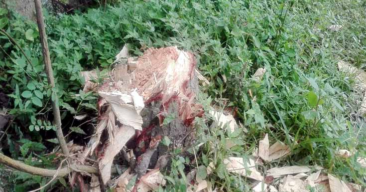 তালার শালিখা গুচ্ছ গ্রামের মাতব্বরদের বিরুদ্ধে গাছ চুরি সহ নানান অভিযোগ