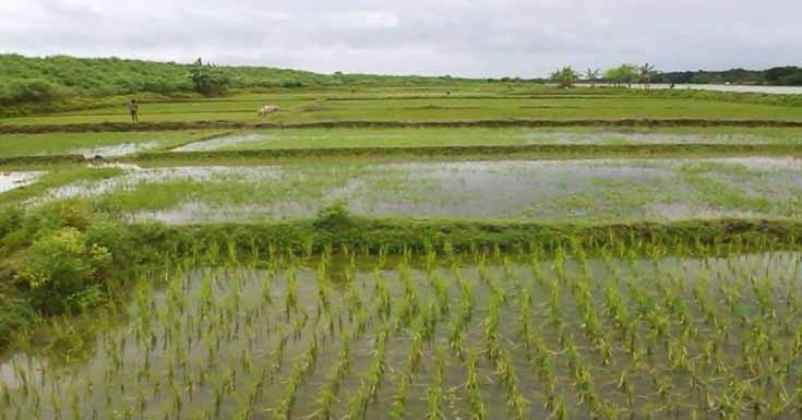 কপোতাক্ষ নদের চরভরাটি জমি প্রভাবশালিদের দখলে ! 