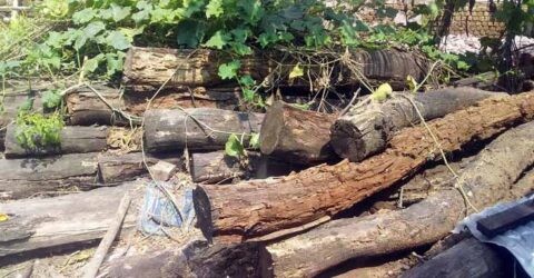 পাইকগাছায় প্রাকৃতিক দুর্যোগে ক্ষতিগ্রস্ত গাছ বিক্রি না করায় ক্ষতিগ্রস্ত সরকার