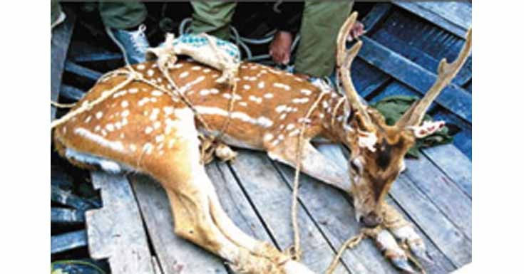 সুন্দরবনে অভিযানে ফাঁদ সহ শিকারী আটক