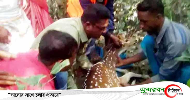 সুন্দরবনের অদূরে লোকালয় থেকে মায়াবী হরিণ উদ্ধার করে বনে অবমুক্ত