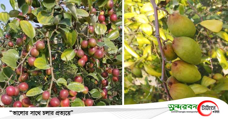 তালায় কুলের ফলন ও বাজার দর ভালো পাওয়ায় কুল চাষে আগ্রহী হয়ে উঠেছেন কৃষকরা 