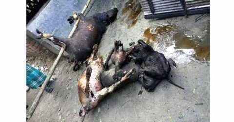কেশবপুরে সাজালের আগুনে কৃষকের ৫ পশুর মৃত্যু
