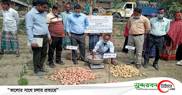 সাতক্ষীরায় লবনাক্ত সহনশীল আলুর জাত সম্প্রাসারণ কর্মসূচির উপর মাঠ দিবস