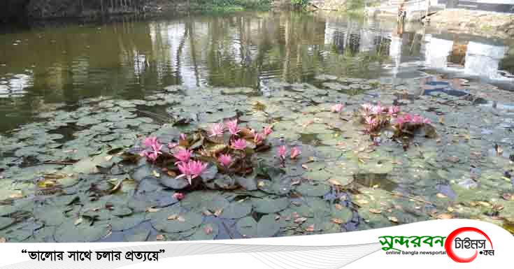 ডুমুরিয়ায় হারিয়ে যাচ্ছে জাতীয় ফুল শাপলা