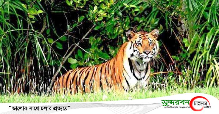 সুন্দরবন সাতক্ষীরা রেঞ্জে বাঘের আক্রমণে মৌয়াল নিহত