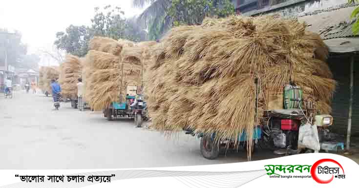 কেশবপুরে গো-খাদ্যের উচ্চ মূল্যে খামারীরা বিপাকে