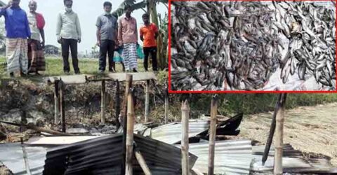 তালায় মৎস্য ঘেরে অগ্নিসংযোগ ও বিষ প্রয়োগে লক্ষাধিক টাকার ক্ষতি