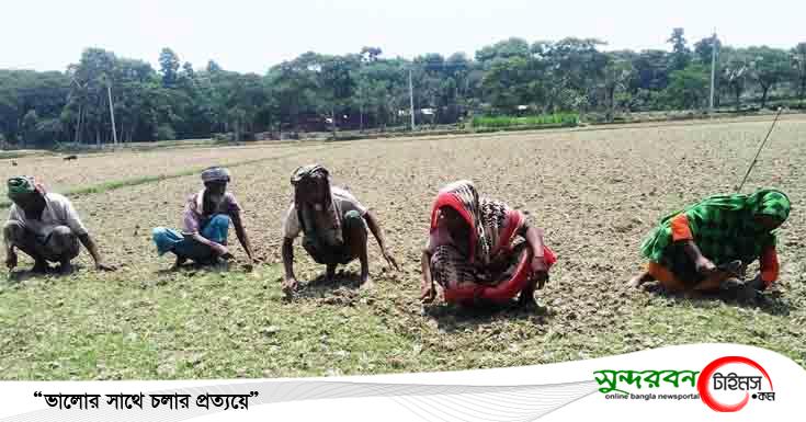 কেশবপুরে তীব্র দাপদাহে শুকিয়ে যাচ্ছে পাটগাছ