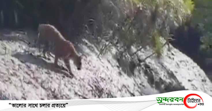 সুন্দরবনে বাঘের আক্রমণে বাবার ৮ বছর পর প্রাণ গেল ছেলের