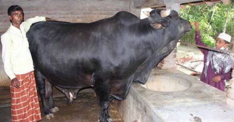 কেশবপুরে ১৫ লাখ টাকায় বিক্রি হবে ‘হিরো আলম’