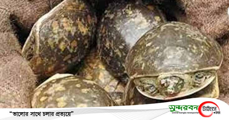ডুমুরিয়ায় গোয়েন্দা পুলিশের অভিযানে কচ্ছপসহ আটক ২