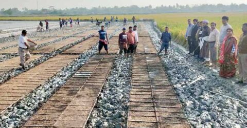 পাইকগাছায় প্রথম বারের মতো চাষাবাদ হচ্ছে সমলয় পদ্ধতির বোরো আবাদ