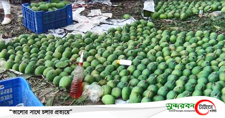 সাতক্ষীরায় অপরিপক্ক আম পেড়ে কীটনাশক স্প্রে, ব্যবসায়ীকে ৩০ হাজার টাকা জরিমানা