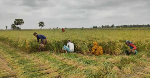 তালায় ধান কাটা শুরু, ইরি ধানে ব্লাস্টার রোগের হানায় প্রান্তিক কৃষক সর্বশান্ত