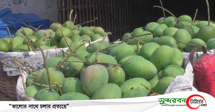 আজ থেকে সাতক্ষীরায় বাগান থেকে আম সংগ্রহ ও বাজারজাতকরণ শুরু করেছে ব্যবসায়ীরা