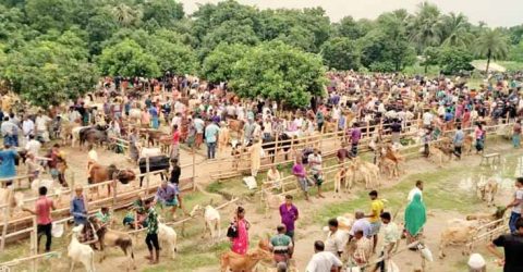 সাতক্ষীরায় চাহিদার চেয়ে পশুর মজুত দ্বিগুন, দাম নিয়ে শঙ্কায় রয়েছেন খামারিরা