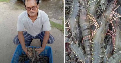 সাতক্ষীরায় মিঠাপানিতে বাগদা চিংড়ি চাষে সাফল্য
