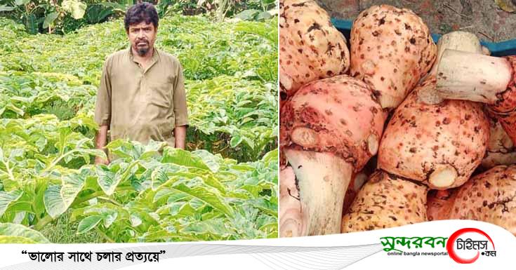তালায় বাণিজ্যিকভাবে ওল চাষ জনপ্রিয় হয়ে উঠেছে, বিঘা প্রতি মুনাফা লাখ টাকা