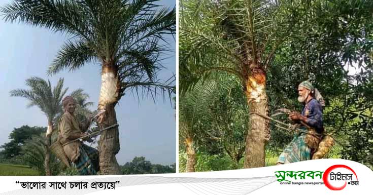 শীতের হাওয়ায় খেজুরের রস সংগ্রহে ব্যস্ত কেশবপুরের গাছিরা