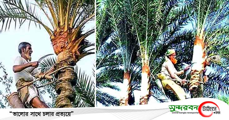 দুয়ারে কড়া নাড়ছে শীত, সাতক্ষীরায় চলছে গাছির ছোঁয়ায় খেজুর রসের প্রস্তুতি